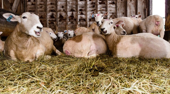 Lambing season begins!